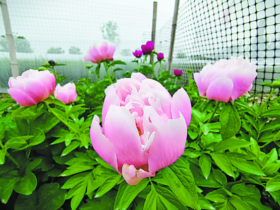  菏泽育出芍药国际流行色